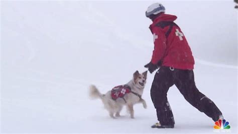 Rescue dogs become avalanche rescuers at Colorado ski resort