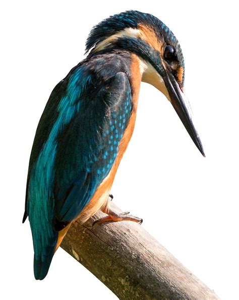 Kingfisher Bird PNG Image - PurePNG | Free transparent CC0 PNG Image Library