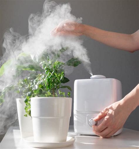 Plant Humidifier Best Humidifier For Plants Guide Plants Spark Joy