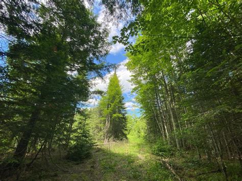 35 Acres in Ford River Township! | Upper Peninsula Homes