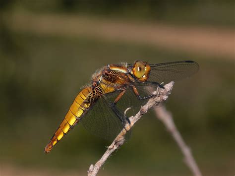 Libellule Déprimée Femelle Libellula Depressa La Libellu Flickr