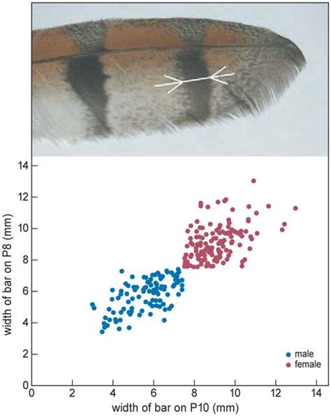 A New Method To Sex Barn Owls Tyto Alba