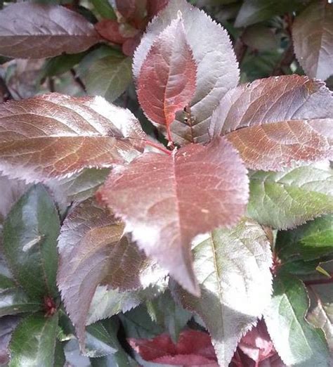 Prunus Nigra Fastigiata Upright Flowering Plum Lakeside Plants And Nursery