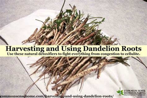 Harvesting and Using Dandelion Roots - The Natural Detoxifier