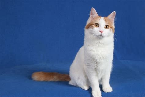 Turkish Van Cat Turkish Van Cats Turkish Van Cats