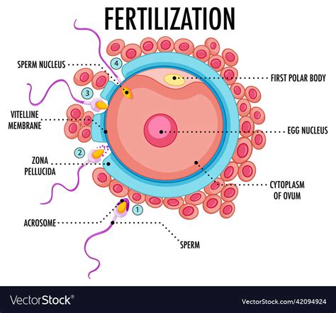 Diagram showing fertilization in human Royalty Free Vector