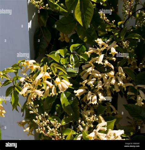 Pandorea Pandorana West Australian Wonga Wonga Vine With Cream Flowers