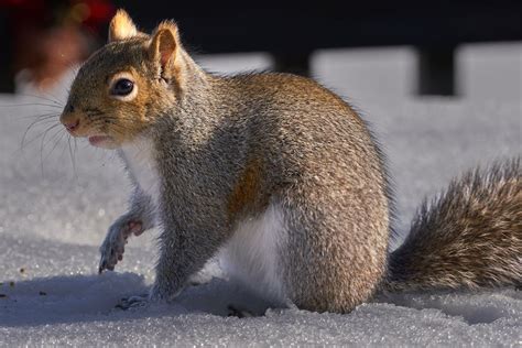 Free stock photo of squirrel, winter