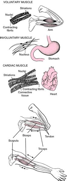 Fixator Anatomy Definition - Anatomy Book