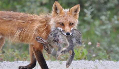 How Do Red Foxes Hunt