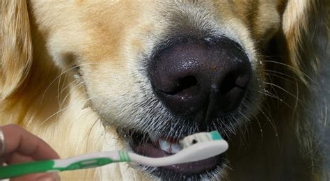 Come Capire Se Il Tuo Cane Soffre Il Mal Di Denti Tutti I Segnali Che