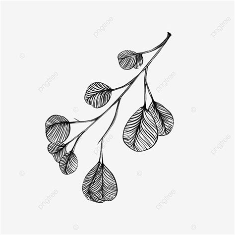 Sketch Line Wild Fresh Eucalyptus Leaves, Sketch, Line, Wild PNG ...