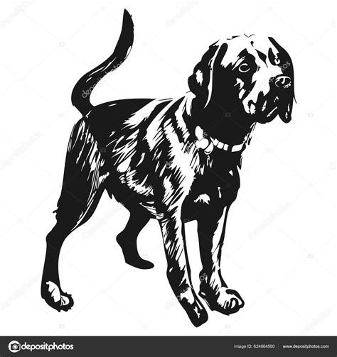 Black Lab Vector Hand Drawn Vector Black Whit Stock Illustration by ...