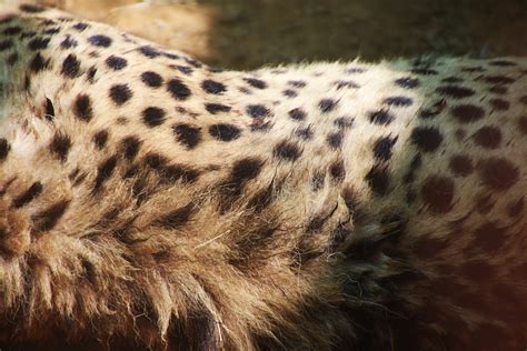 Top 999 Cheetah Print Wallpaper Full Hd 4k Free To Use