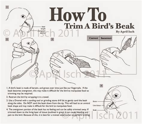 How To Trim Your Parakeets Nails Master Parrot