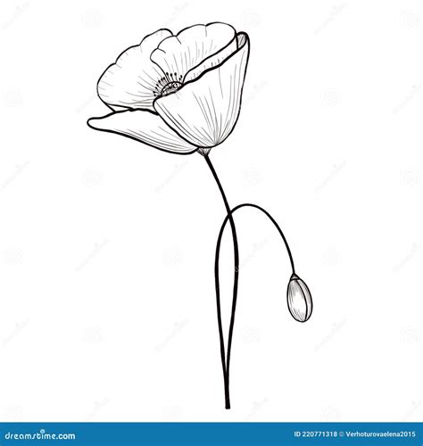 Flor De Amapola Línea Arte Dibujo De Contorno Minimalista Ilustración