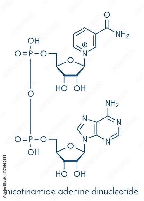 Vetor De Nicotinamide Adenine Dinucleotide Nad Coenzyme Molecule