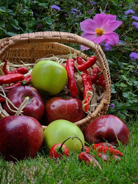 The Apple harvest season in Autumn. Shopian, Kashmir : r/Kashmiri