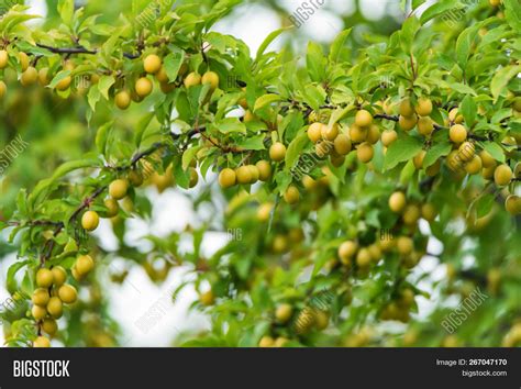 Wild Cherry Plum Image & Photo (Free Trial) | Bigstock