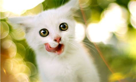 Cute White Cat Wallpapers For Desktop - Wallpaper Cave