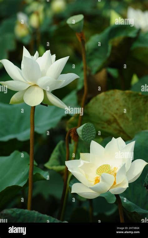 Vietnam lotus flower, Buddha flower, national flower Stock Photo - Alamy