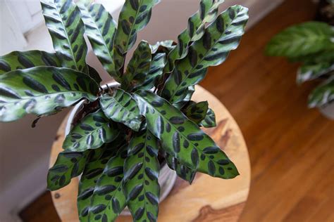 How To Grow And Care For Rattlesnake Plant