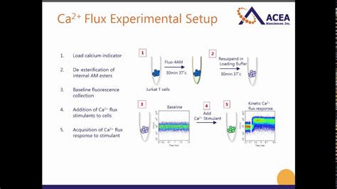 Live Technical Webinar Measuring Calcium Flux By Flow Cytometry Youtube