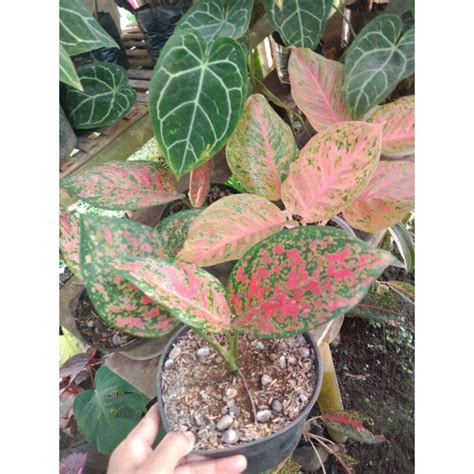 Jual aglaonema venus | Shopee Indonesia