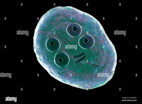 Cyst Of Giardia Intestinalis Protozoan Stock Illustration 43 OFF