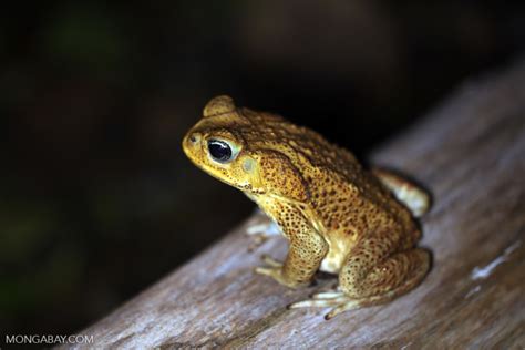 Learn About Frogs Frog Behavior And Cultural Significance To People