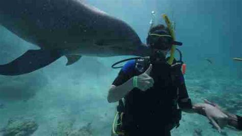 Dolphin Lagoon Dive Experience In Cura Ao At Ocean Encounters