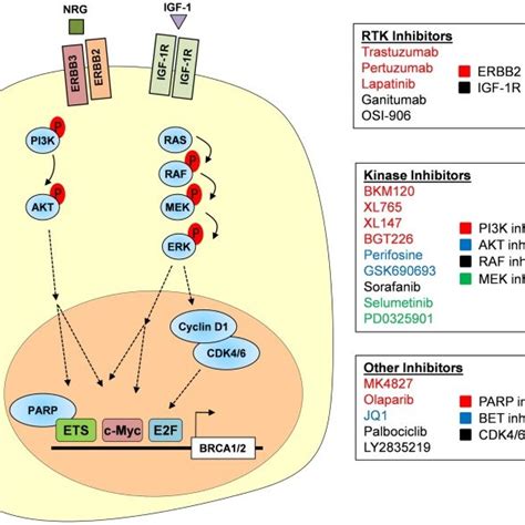 Targeting The Rtkpi3kmapk Axis Rtks Including Erbb2erbb3 And