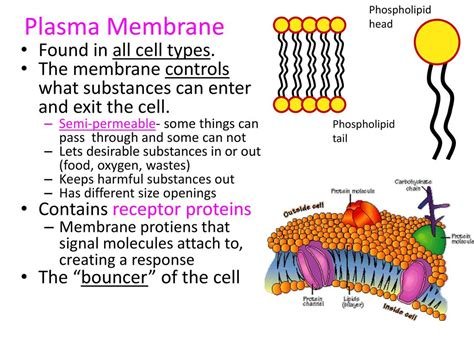 Cell Theory All Living Things Are Made Up Of Cells Ppt Download