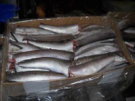 Pacific Hake - High Quality Frozen Seafood Products - South Carolina Fish