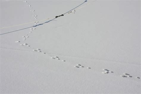 Rabbit vs. Squirrel Tracks In The Snow? How To Distinguish Them - Jake's Nature Blog