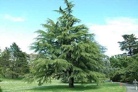 16 Major Types Of Evergreen Trees (With Pictures & Names) - AMERICAN ...