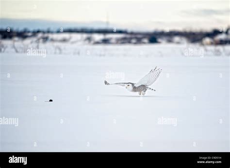 Canada Quebec Saint Barthelemy Ghost Of The North Snowy Owl Nyctea