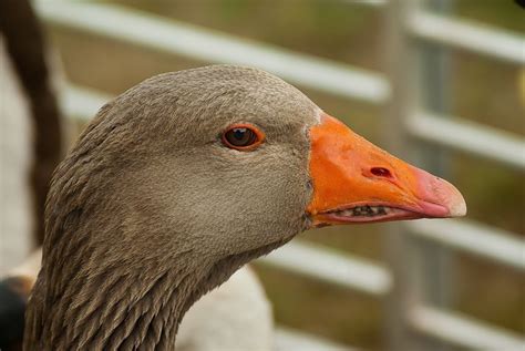 Goose Beak Images · Pixabay · Download Free Pictures