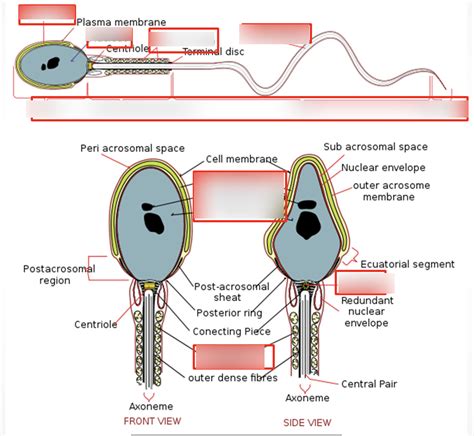 Sperm Cell Diagram Quizlet