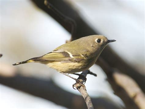 Ruby Crowned Kinglet