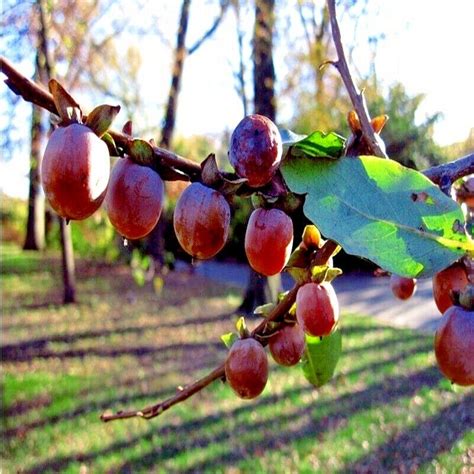 10 Date Plum Fruit Tree Seeds Diospyros Lotus Mediterranean Persimmon Plant Ebay