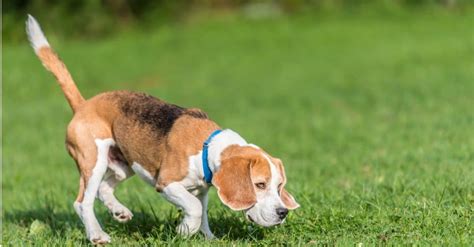 Beagle Vs Beagle: Key Differences - A-Z Animals