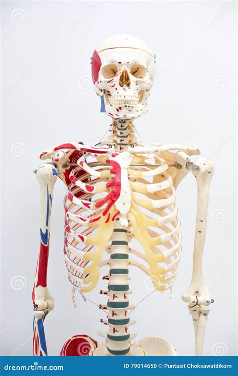 Anatomy Naked Woman Body With Bone Skeleton Stock Image