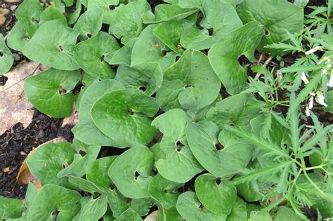 Canadian Wild Ginger Shade Ground Cover Native Shade Plant - Etsy