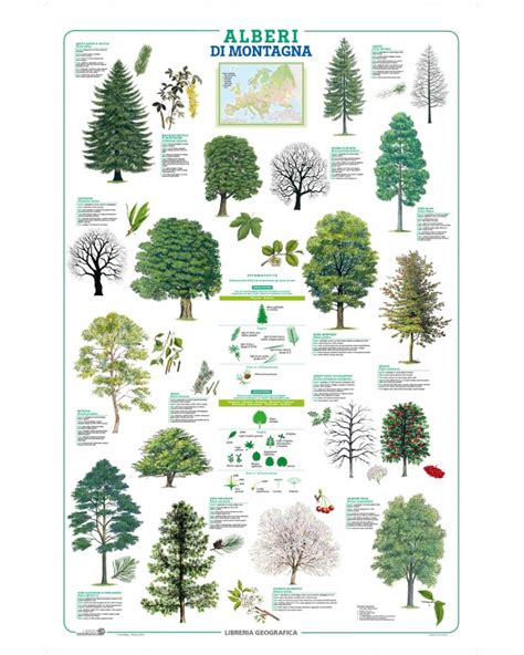 Alberi Di Montagna Poster