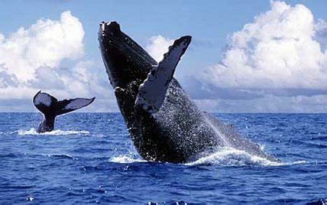 Whale Watching in The Azores | GO GlobeHopper