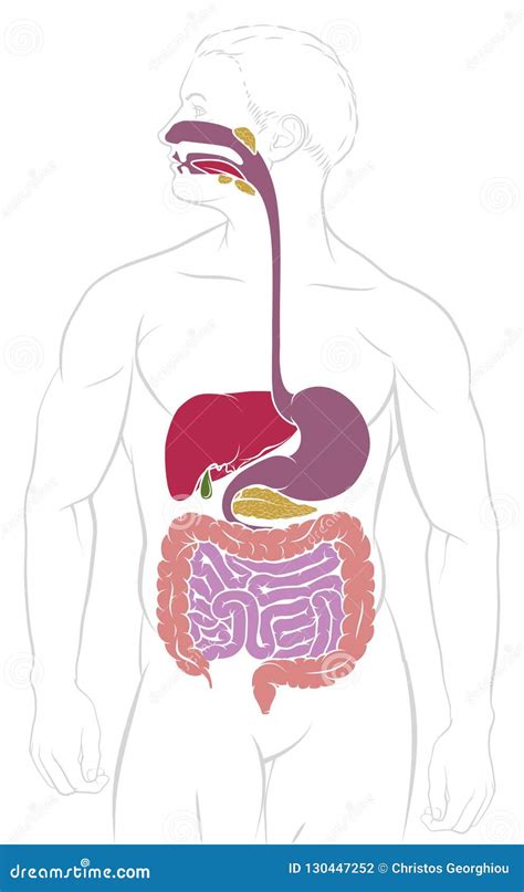 Diagramma Del Tratto Gastrointestinale Dell Apparato Digerente