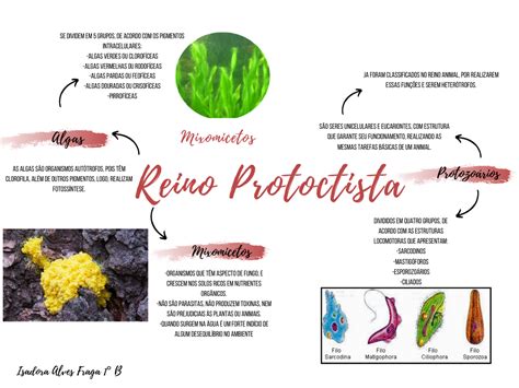 Mapa Mental Sobre Reino Protoctista Askbrain The Best Porn Website