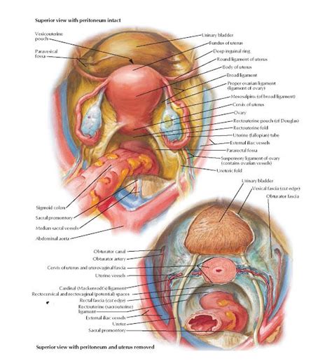 Pelvic Viscera Female Anatomy Anatomy Female Anatomy Uterus