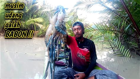 Sangat Rakus Kawanan Udang Galah Babon Disungai Ini Spot Terbaik